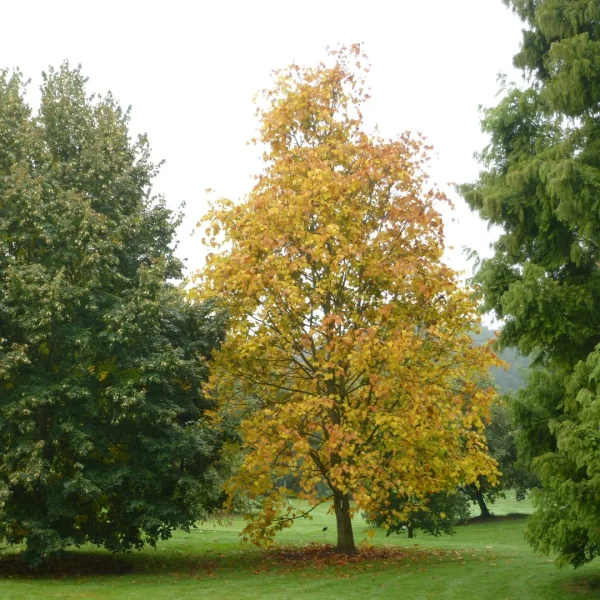 Tilia amurensis var. taquetii