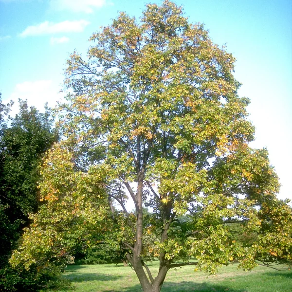 Tilia mongolica – Mongoolse linde