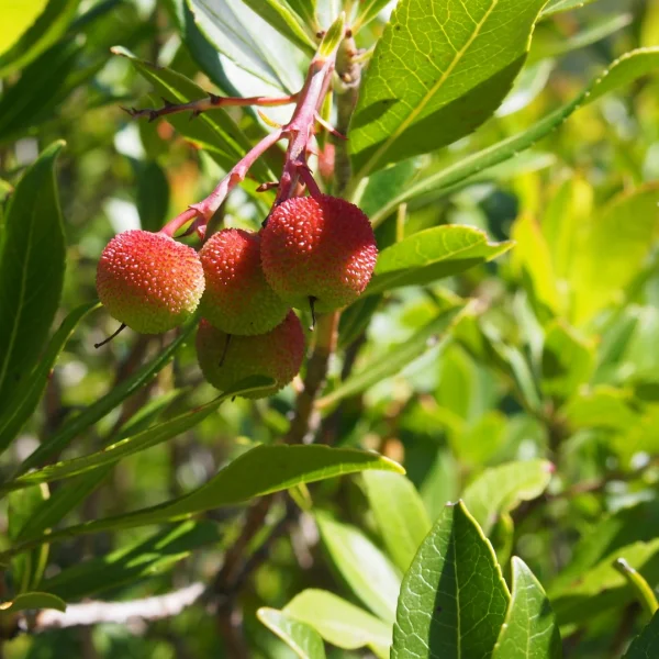 Arbutus unedo – Aardbeiboom