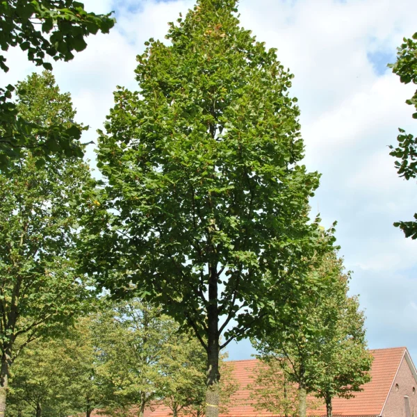 Tilia platyphyllos 'Delft' – Zomerlinde, Grootbladige linde (cv)