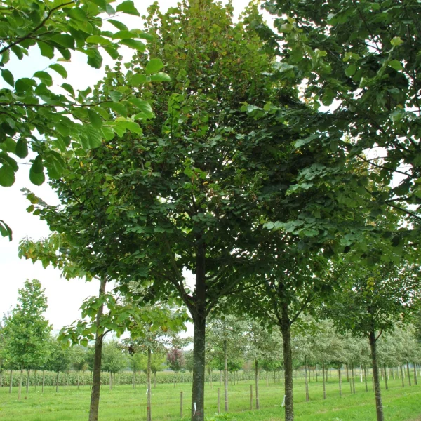 Tilia platyphyllos 'Fastigiata' – Zomerlinde, Grootbladige linde (cv)