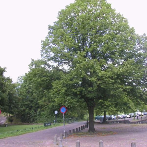 Tilia platyphyllos 'Naarden' – Zomerlinde, Grootbladige linde (cv)