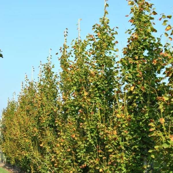 Tilia platyphyllos 'Pyramidalis Aurea' – Zomerlinde, Grootbladige linde (cv)