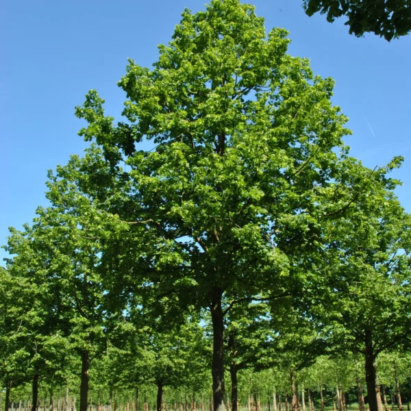 Tilia platyphyllos 'Rubra' – Zomerlinde, Grootbladige linde (cv)