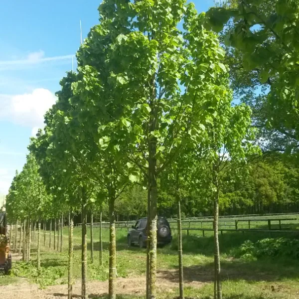 Tilia platyphyllos 'Zelzate' – Zomerlinde, Grootbladige linde (cv)