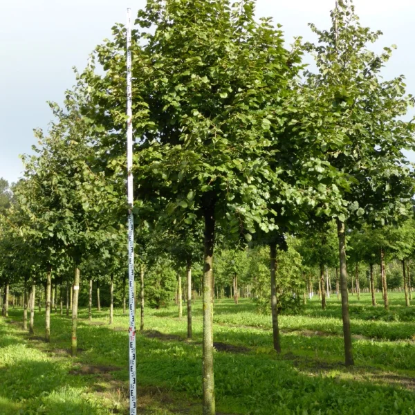 Tilia tomentosa 'Silver Globe' – Bolvormige zilverlinde