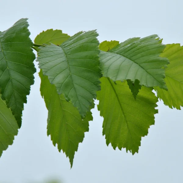Ulmus americana 'Valley Forge' – Amerikaanse iep (cv)