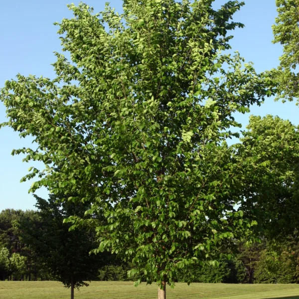 Ulmus americana 'Princeton' – Amerikaanse iep (cv)