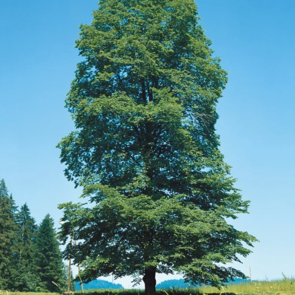 Ulmus glabra – Bergiep, Ruwe iep