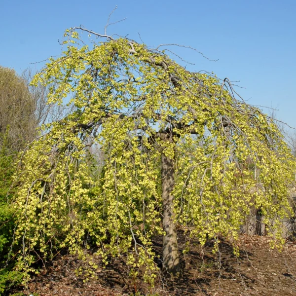 Ulmus glabra 'Pendula' – Horizontaal-iep
