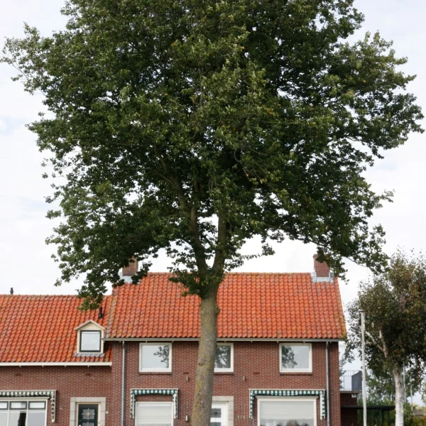 Ulmus ×hollandica 'Groeneveld' – Hollandse iep (cv)