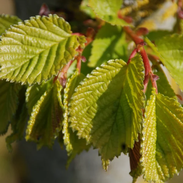 Ulmus ×hollandica 'Vegeta' – Huntingdons iep