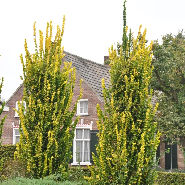 Ulmus ×hollandica 'Wredei' – Goud-iep