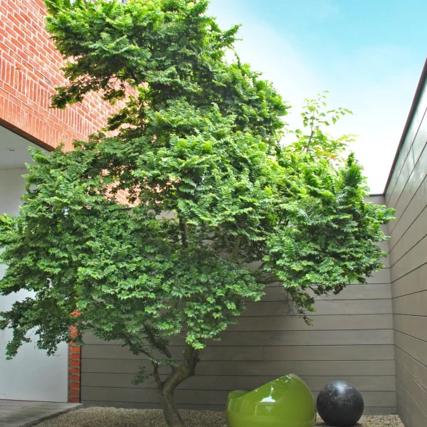 Ulmus minor 'Jacqueline Hillier'