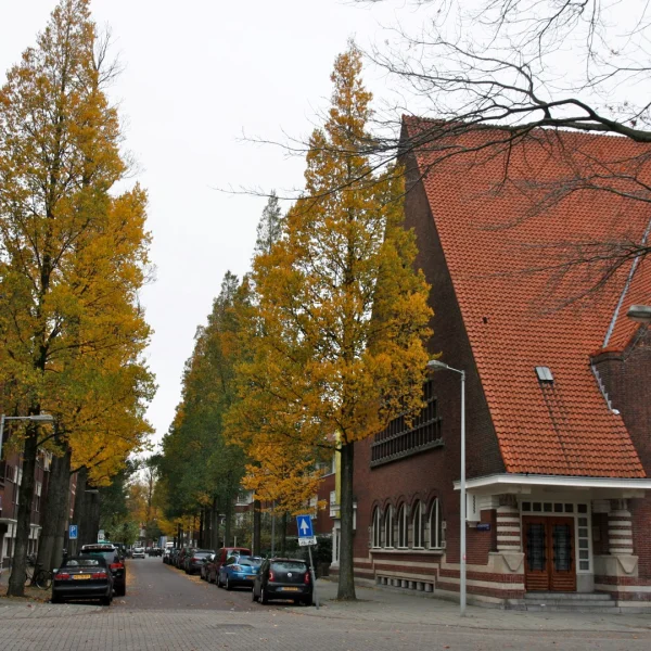 Ulmus minor 'Sarniensis' – Monumentaal-iep