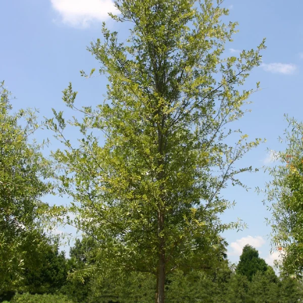 Ulmus parvifolia BOSQUE ('UPMTF') – Chinese iep, kleinbladige iep (cv)