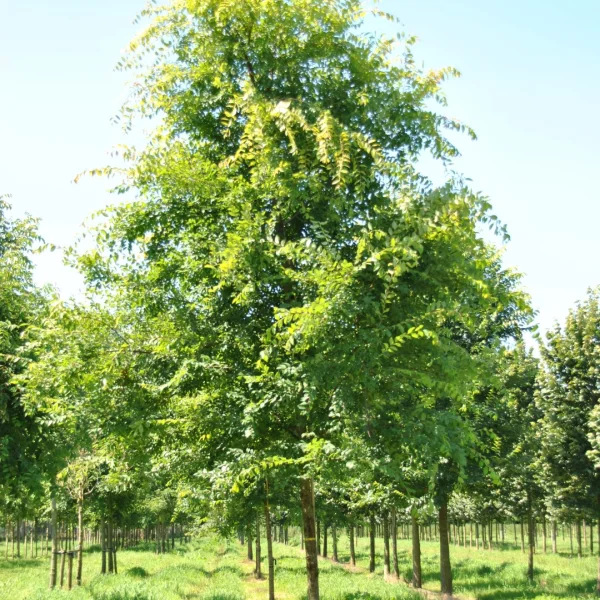 Ulmus parvifolia 'Dynasty' – Chinese iep, kleinbladige iep (cv)