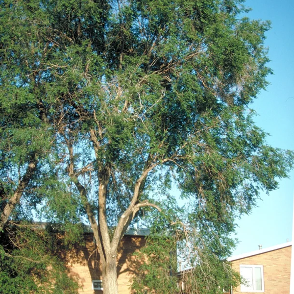 Ulmus pumila – Siberische iep