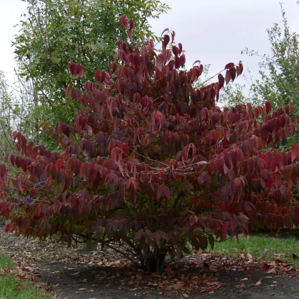 Viburnum plicatum 'Mariesii'
