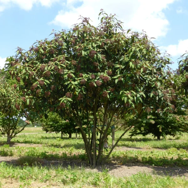 Viburnum rhytidophyllum