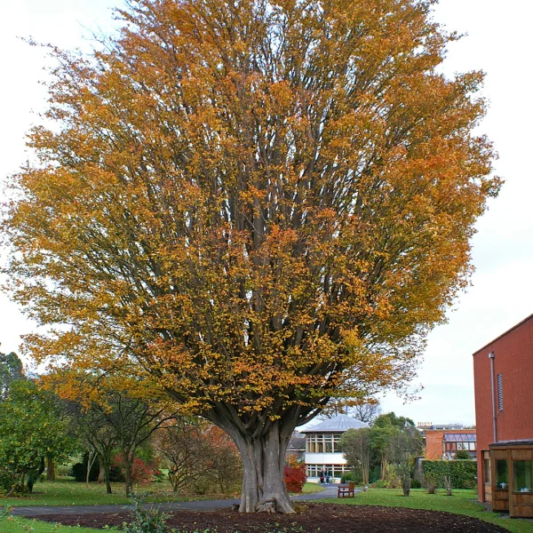 Zelkova carpinifolia – Kaukasische schijniep