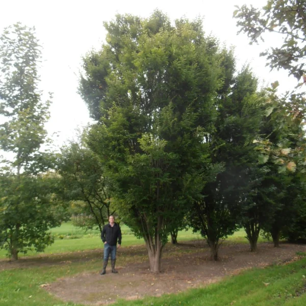 Zelkova carpinifolia 'Pyramidalis' – Kaukasische schijniep (cv)