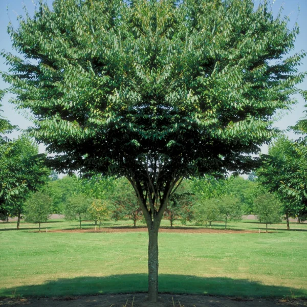 Zelkova serrata 'Village Green' – Japanse zelkova, Japanse schijniep (cv)