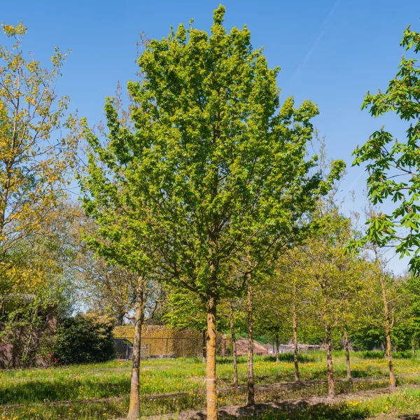 Acer campestre 'Elsrijk' &ndash; Veldesdoorn (cv)