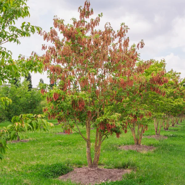 Acer cissifolium &ndash; Geveerdbladige esdoorn