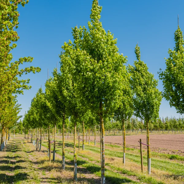 Acer campestre 'Narrow Lane' PBR