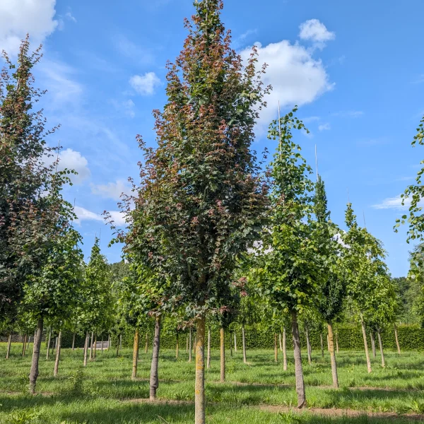 Acer campestre 'Red Shine' &ndash; Veldesdoorn (cv)