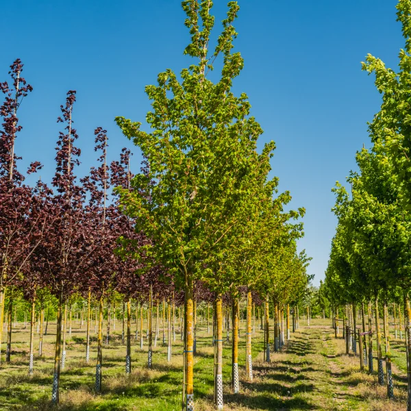 Acer cappadocicum 'Rubrum' &ndash; Kolchische esdoorn (cv)