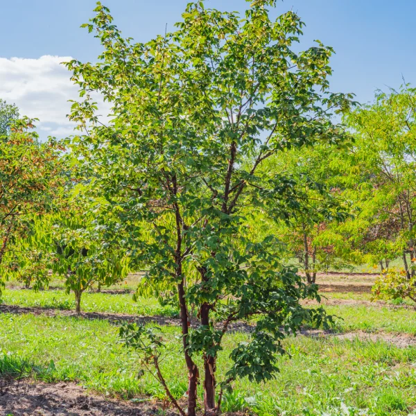 Acer griseum &ndash; Papieresdoorn