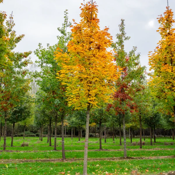 Acer platanoides 'Columnare' &ndash; Noorse esdoorn (cv)