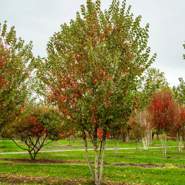 Acer rubrum RED SUNSET ('Franksred') &ndash; Rode esdoorn (cv)