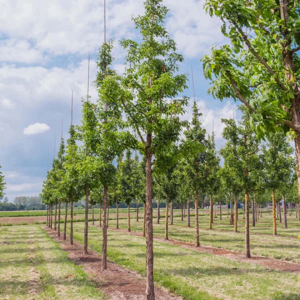 Acer triflorum &ndash; Driebloemige esdoorn
