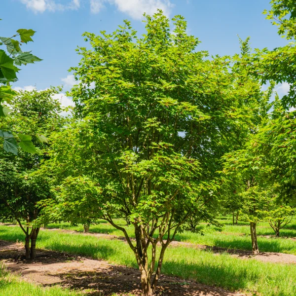 Acer ×zoeschense 'Annae'