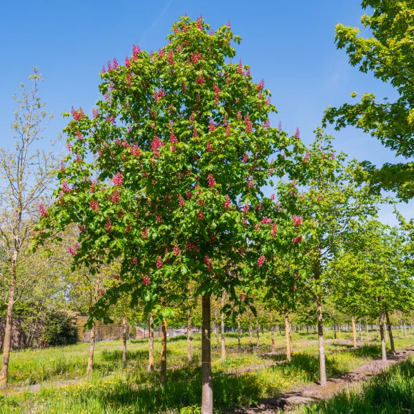 Aesculus ×carnea &ndash; Rode paardenkastanje