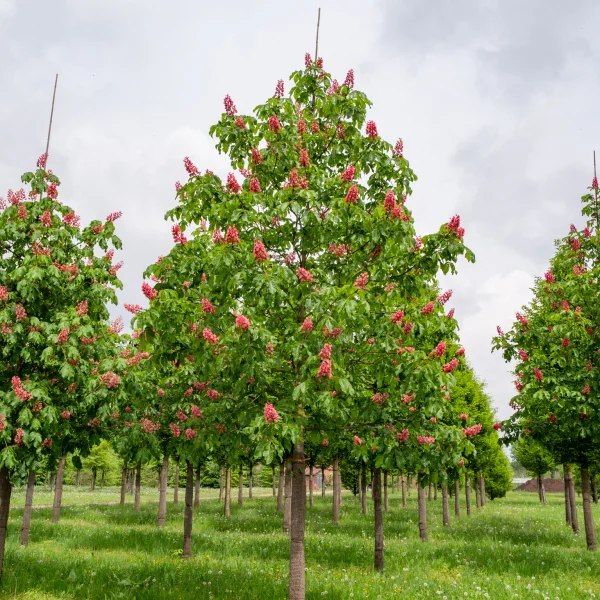 Aesculus ×carnea 'Briotii' &ndash; Rode paardenkastanje (cv)
