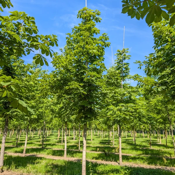 Aesculus hippocastanum TREEVOLUTION ‘Cyrilles Clean’ PBR &ndash; Witte paardenkastanje (cv)