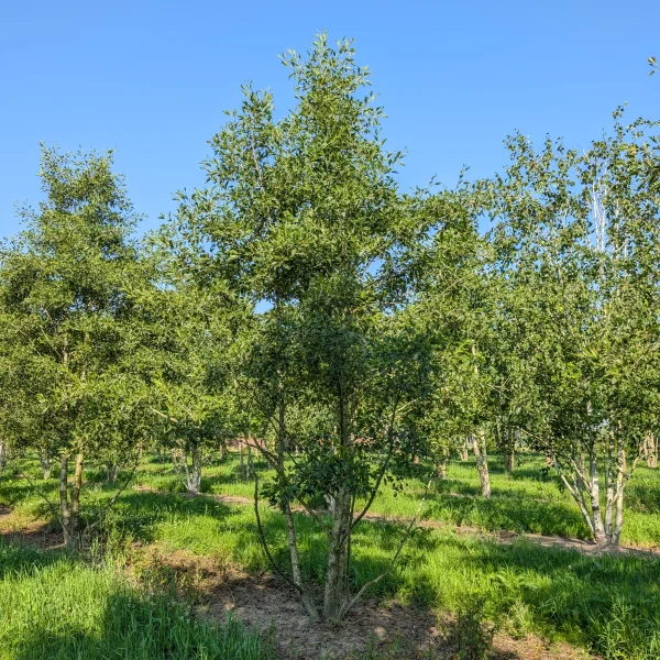 Alnus glutinosa 'Laciniata' &ndash; Zwarte els (cv)