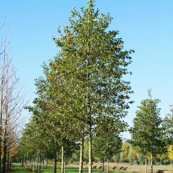 Alnus glutinosa &ndash; Gewone els, Zwarte els