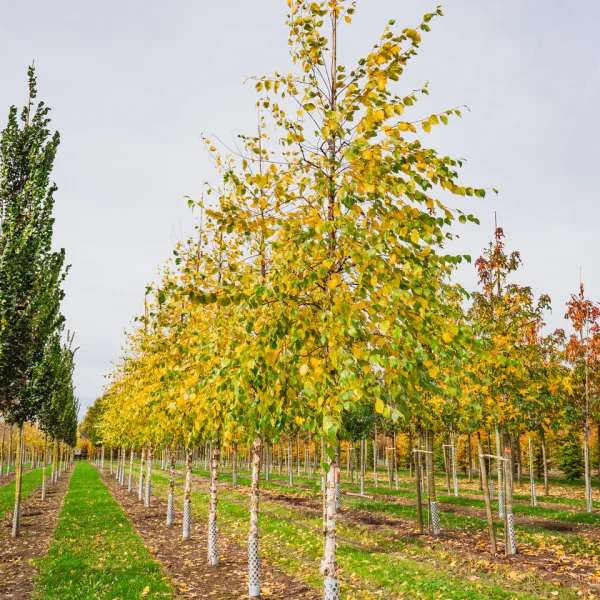 Betula nigra 'Heritage' &ndash; Zwarte berk (cv)