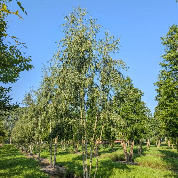 Betula pendula 'Laciniata' &ndash; Zweedse berk