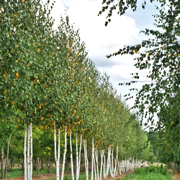 Betula utilis 'Doorenbos' &ndash; Witte himalayaberk (cv)