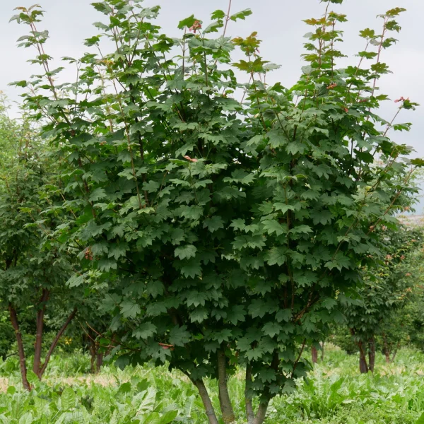 Acer circinatum – Wijnstokesdoorn