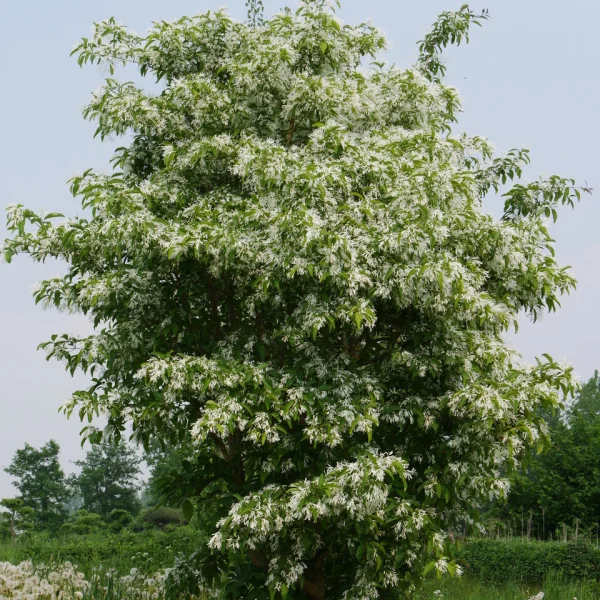 Chionanthus retusus – Chinese sneeuwvlokkenboom