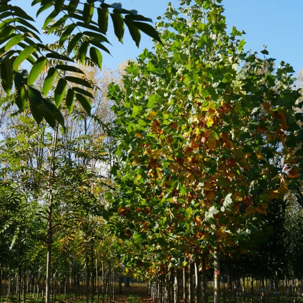 Platanus ×hispanica 'El Gordo' – Plataan