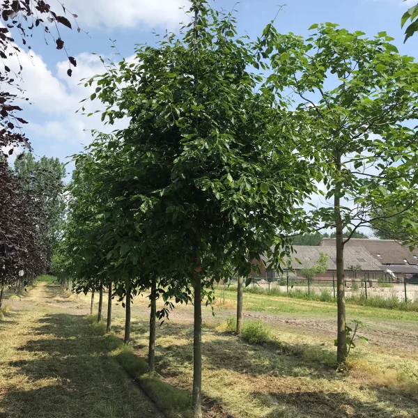 Fagus sylvatica 'Grandidentata' – Beuk (cv)