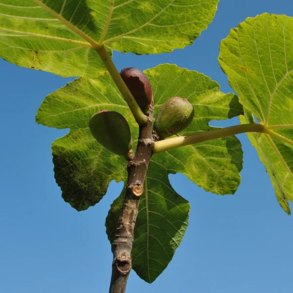 Ficus carica – Gewone vijg